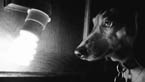 Libro Light Works